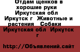 Отдам щенков в хорошие руки - Иркутская обл., Иркутск г. Животные и растения » Собаки   . Иркутская обл.,Иркутск г.